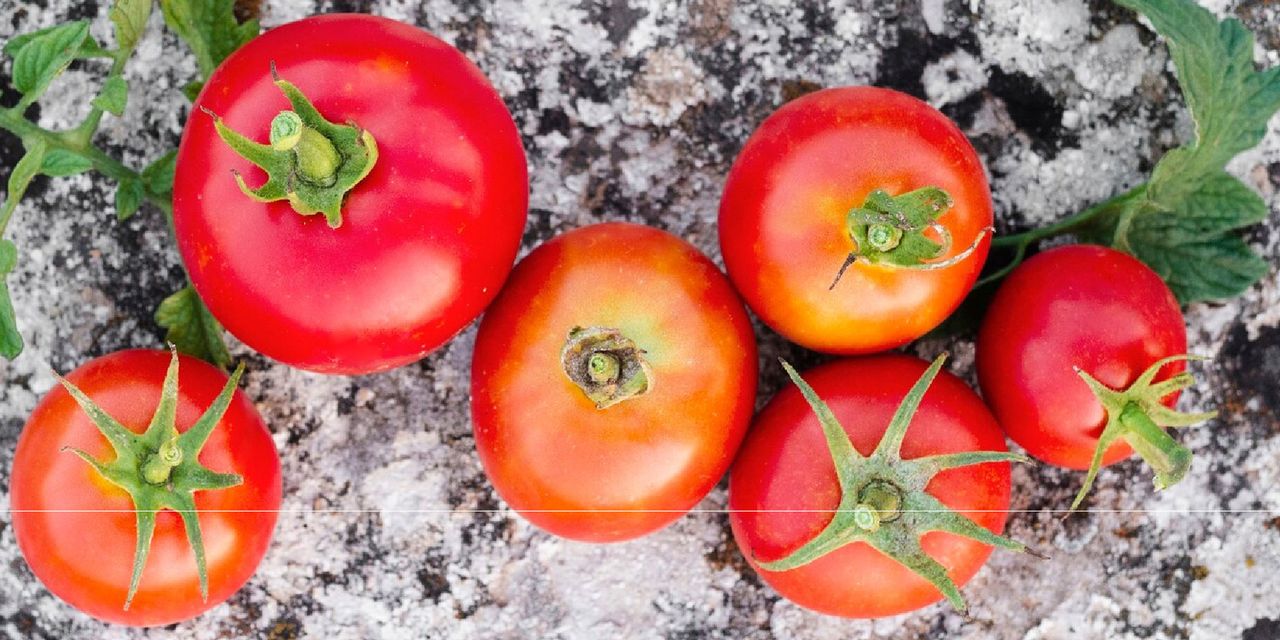 Tomate Kingset F1 Tomate Kingset F1