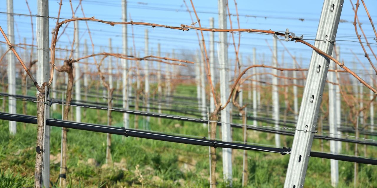 spalieri metalici pentru vin spalieri metalici pentru vin