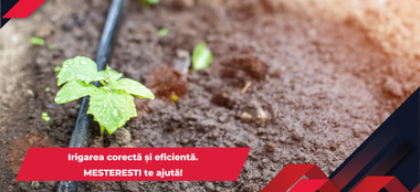 Irigarea corectă și eficientă a grădinii - cum montezi și folosești sistemul de udare prin picurare