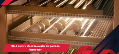 Ghid pentru clocirea ouălor de găină în incubator