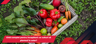 Ghid complet pentru &icirc;ncepători: ce culturi să plantezi &icirc;n solar?