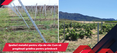 Șpalieri metalici pentru vița-de-vie: Cum să pregătești grădina pentru primăvară