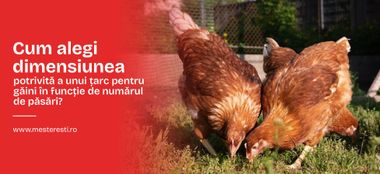 Cum alegi dimensiunea potrivită a unui țarc pentru găini în funcție de numărul de păsări?