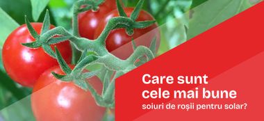 Care sunt cele mai bune soiuri de roșii pentru solar?