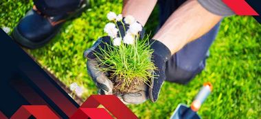 Cele mai populare plante ornamentale pentru exterior