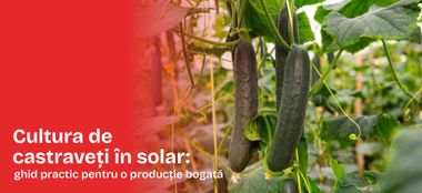 Cultura de castraveți &icirc;n solar: ghid practic pentru o producție bogată