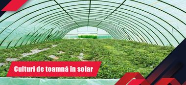 Culturi de toamnă &icirc;n solar - ce plantăm și cum ne ocupăm de &icirc;ntreținere?