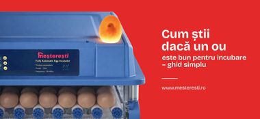 Cum știi dacă un ou este bun pentru incubare – ghid simplu 