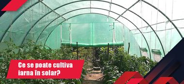 Ce se poate cultiva iarna în solar?