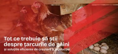 Tot ce trebuie să știi despre țarcurile de găini și soluțiile eficiente de creștere a producției