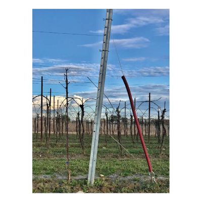 Șpalieri metalici galvanizați Jagan fruntași 4,8 x 5,8 x 260 cm