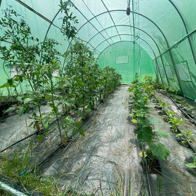 Agrotextil, Folie antiburuieni PlantPlex 1x50 m