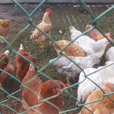 Plasă gard sârmă împletită oțel zincat plastificat Agata 2,5 mm, ochi 50 mm, 25 m 1 m