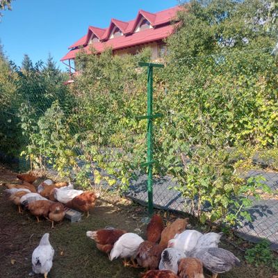 Plasă gard sârmă împletită oțel zincat plastificat Agata 2,5 mm, ochi 60 mm, 15 m 1 m