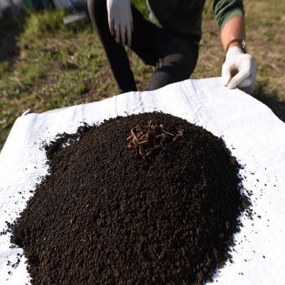 Vermicompost / biohumus granulat - îngrășământ 100% natural, 10 kg