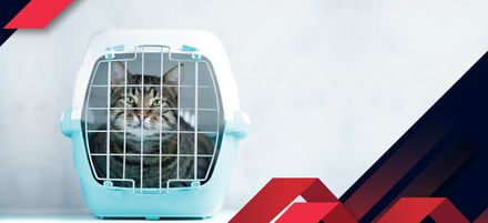 Greutatea patrupedelor pentru cușcă