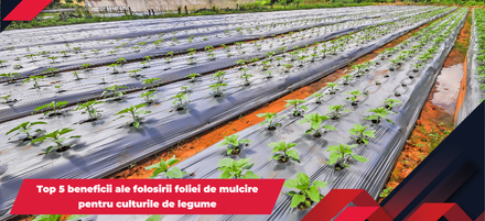 Top 5 beneficii ale folosirii foliei de mulcire pentru culturile de legume