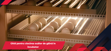 Ghid pentru clocirea ouălor de găină în incubator Ghid pentru clocirea ouălor de găină în incubator