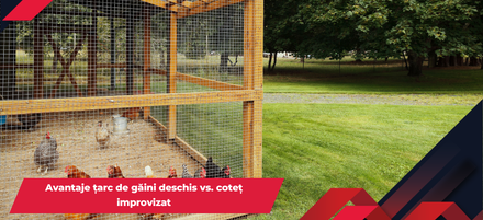 Avantaje țarc de găini deschis vs. coteț improvizat Avantaje țarc de găini deschis vs. coteț improvizat