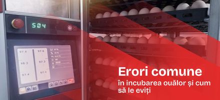 Erori comune în incubarea ouălor și cum să le eviți Erori comune în incubarea ouălor și cum să le eviți