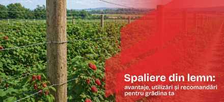 Șpalieri din lemn: Avantaje, utilizări și recomandări pentru grădina ta Șpalieri din lemn: Avantaje, utilizări și recomandări pentru grădina ta