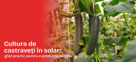 Cultura de castraveți în solar: ghid practic pentru o producție bogată Cultura de castraveți în solar: ghid practic pentru o producție bogată