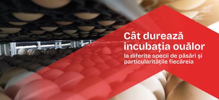 Cât durează incubația ouălor la diferite specii de păsări și particularitățile fiecăreia 