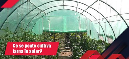 Ce se poate cultiva iarna în solar? Ce se poate cultiva iarna în solar?