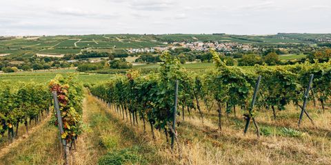 Cum se instalează șpalierii pentru vița de vie