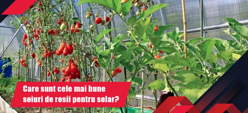 Care sunt cele mai bune soiuri de roșii pentru solar?