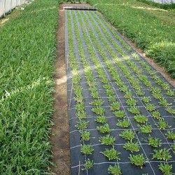 Folie antiburuieni textilă 100 g/mp, 4,2x100 m-3