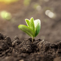 Vermicompost / biohumus granulat - îngrășământ 100% natural, 10 litri-7