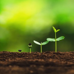 Vermicompost / biohumus granulat - îngrășământ 100% natural, 10 litri-8