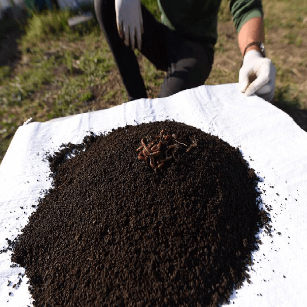 Vermicompost / biohumus granulat - îngrășământ 100% natural, 10 litri