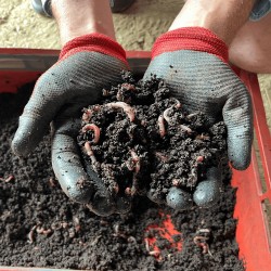 Vermicompost / biohumus granulat - îngrășământ 100% natural, 10 litri-6