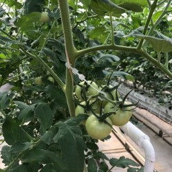 Cârlig pentru susținere tomate Andes-2