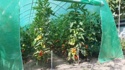 Solar grădină profesional Cortis© 4x10 m + Cadou Ață palisare și 250 clipsuri-16