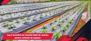 articol-blog-folie-mulcire