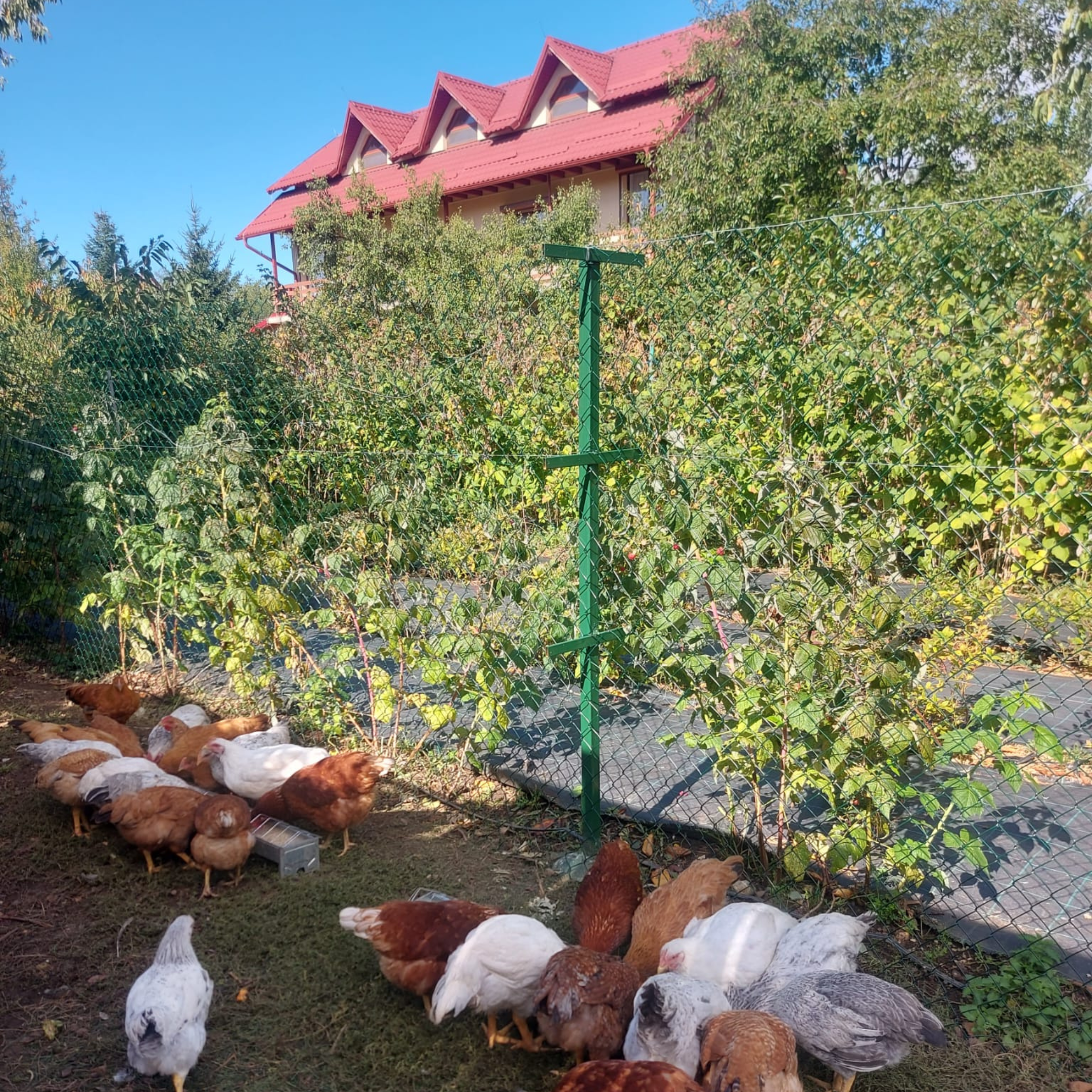 Plasă gard sârmă împletită oțel zincat plastificat Agata 2,5 mm, ochi 60 mm, 15 m