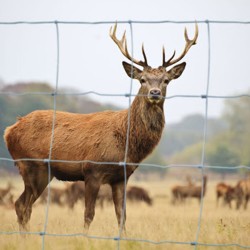 Plasă gard pentru protecție animale 1,25 m-1