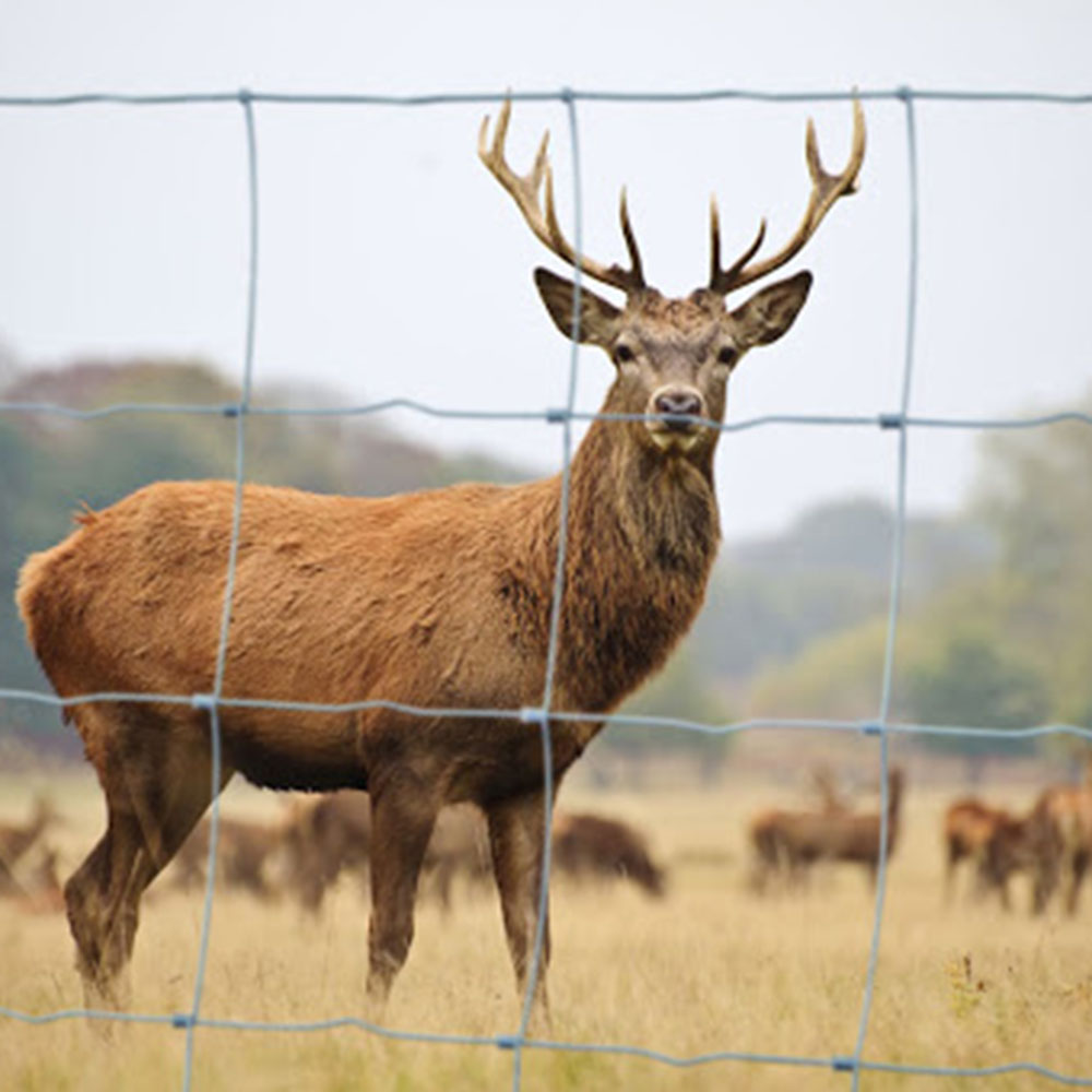 Plasă gard pentru protecție animale 1,25 m