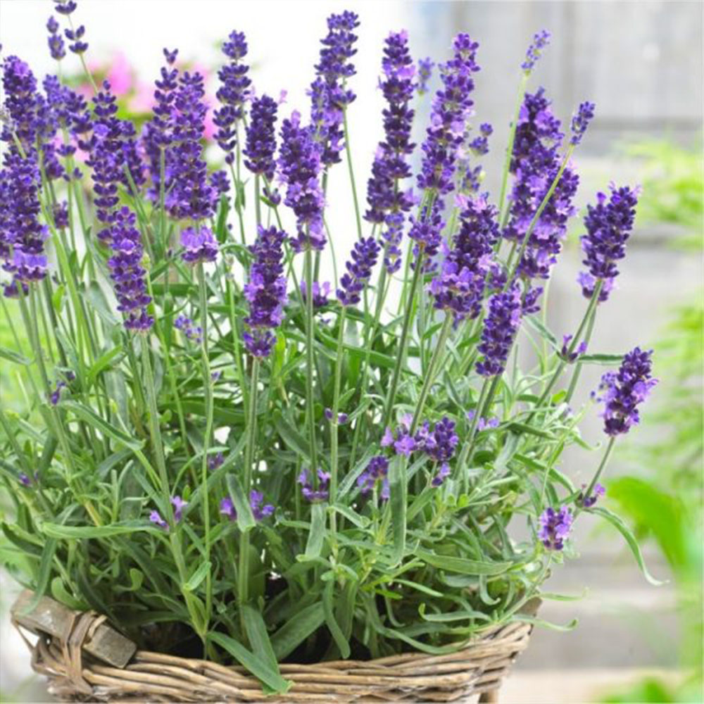 Lavandă (Lavandula Hidcote)